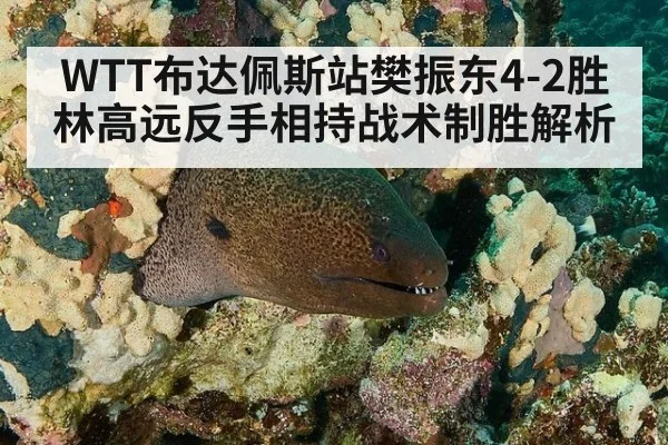 WTT布达佩斯站樊振东4-2胜林高远反手相持战术制胜解析